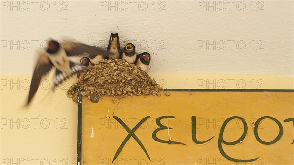 Swallow nest