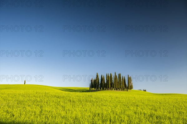 Cipressi di San Quirico dOrcia