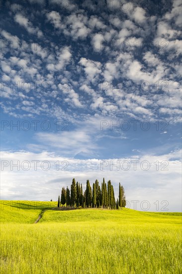 Cipressi di San Quirico dOrcia