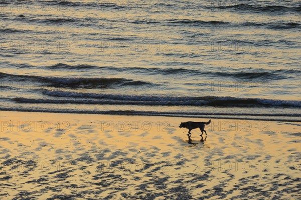 Dog running on the beach