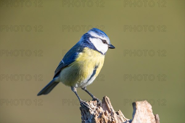 Blue tit