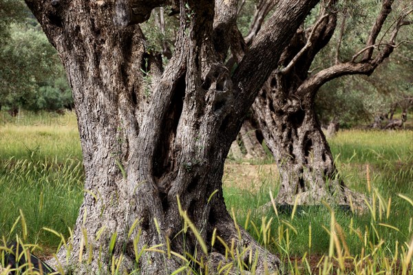 Old olive trees