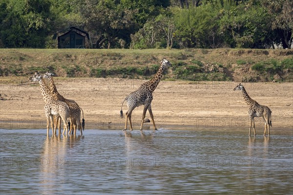 Rhodesian giraffe