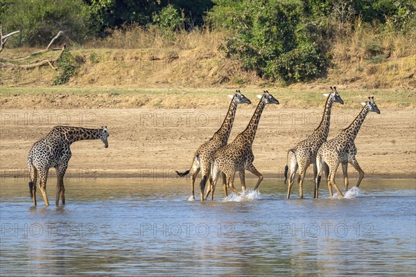 Rhodesian giraffe