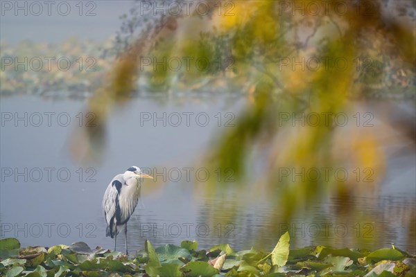 Grey heron