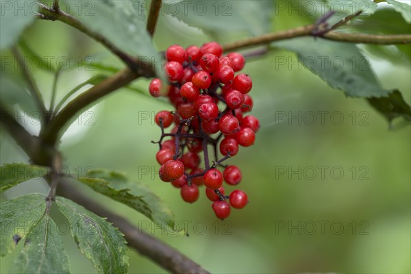 Red elderberry