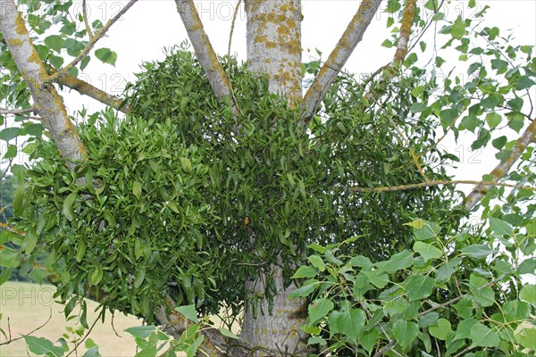 Hardwood european mistletoe