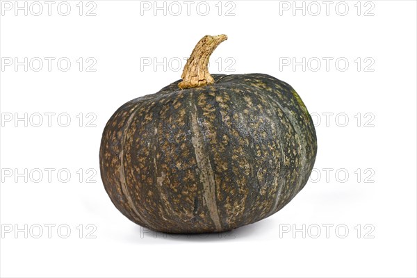 Green Kabocha Hokkaido squash on white background