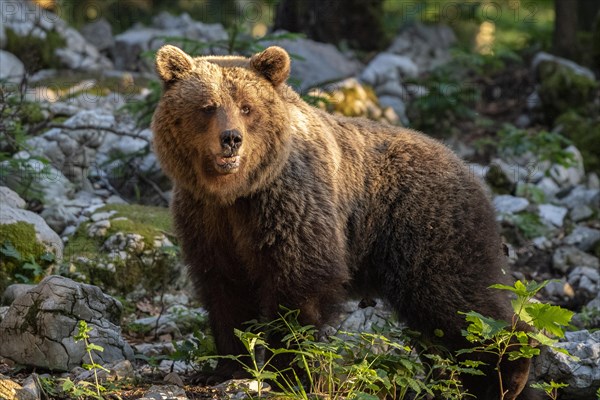 European brown bear