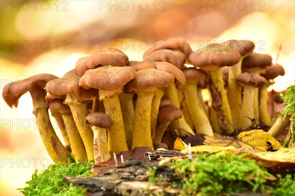 Group of parasitic wood dwellers Common armillaria solidipes