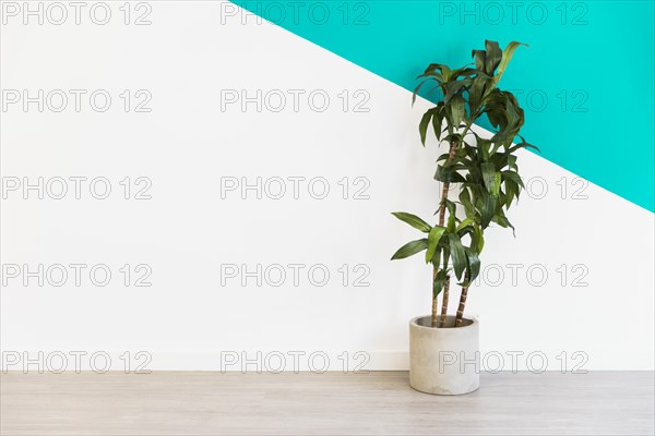 Office plant front wall