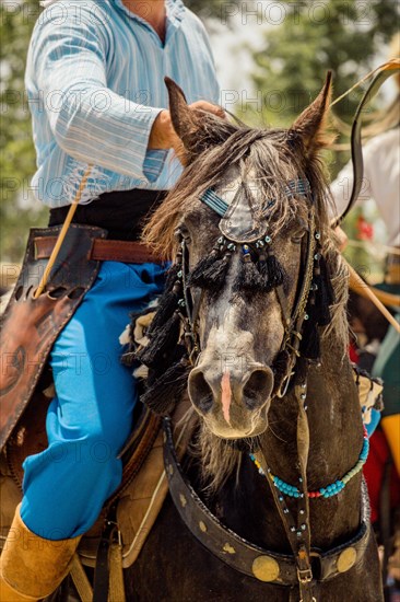 Portrait of a horse head with long mane and partial harness