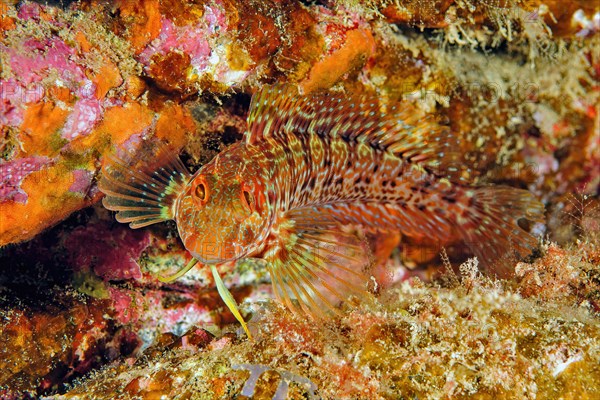 Red blenny