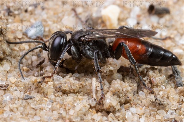 Cockroach hunting grasshopper wasp sitting on sand left looking