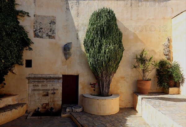 (Euphorbia) plant in the monastery complex of Preveli Monastery, Moni Preveli in the south of the island, Crete, Greece, Europe