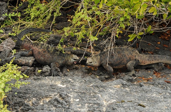 Male Galapagos sea lizards fighting on Santa Cruz