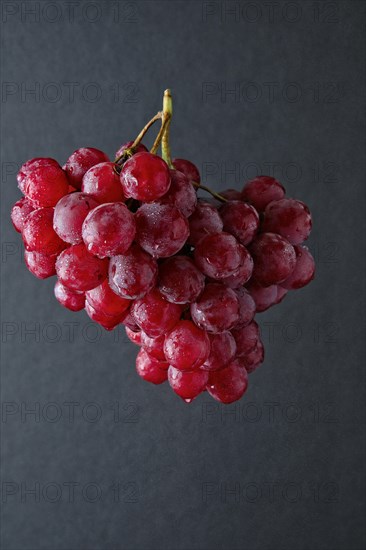 Branch of big red grape