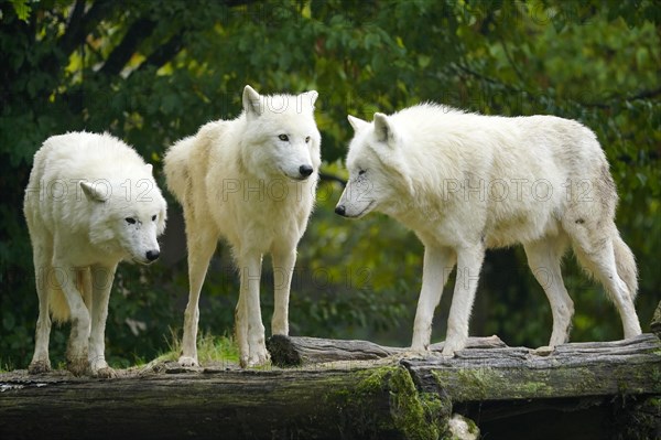 Arctic wolf