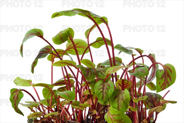 Fresh sorrel sprouts isolated on white. Microgreens