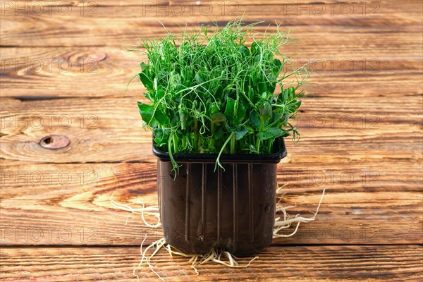 Fresh microgreens. Sprouts of peas on wooden background