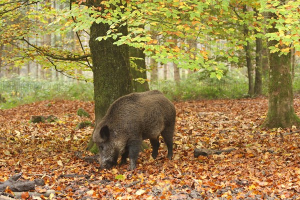 Wild boar