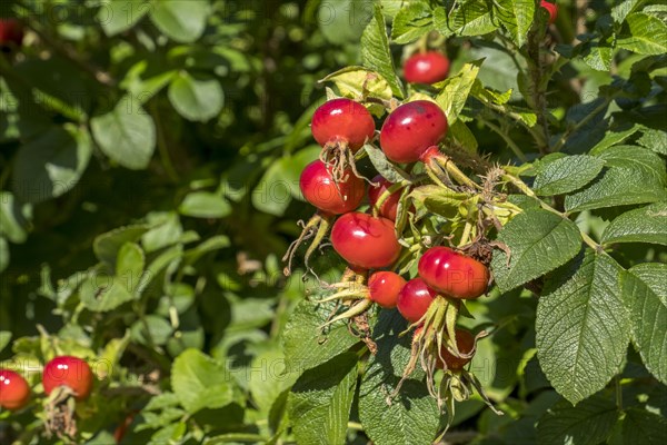 Rosehip of the rugosa rose