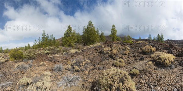 Teide National Park