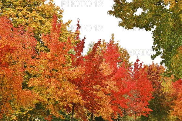 Magnificent amber trees