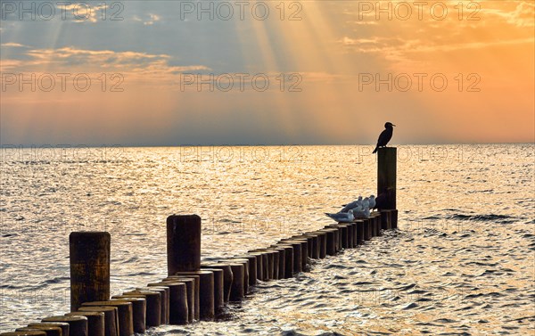 Groynes in the morning light