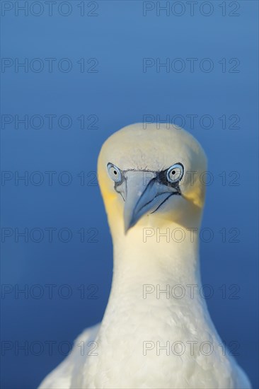 Northern gannet