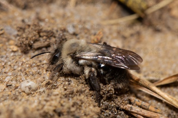 Willow sand bee sitting on sand left looking