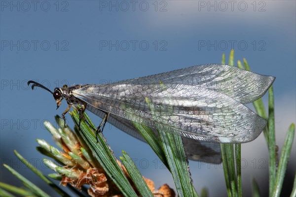 Common antshrike sitting on pine needles left looking against blue sky