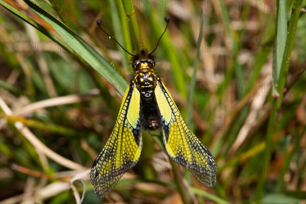 Owly Sulphur with closed wings sitting on green stalk from behind