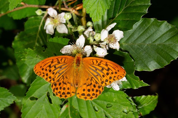 Silver-washed fritillary with open wings sitting on white flowers in front of green leaves from behind