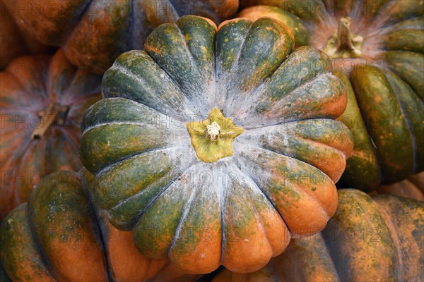 Top view of green and orange 'Musque de Provence' pumpkin in pile
