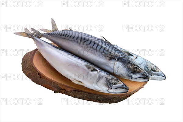 Frozen mackerel isolated on white background