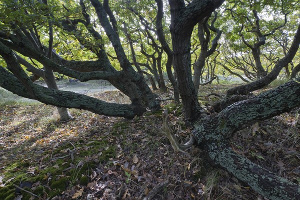 English oak