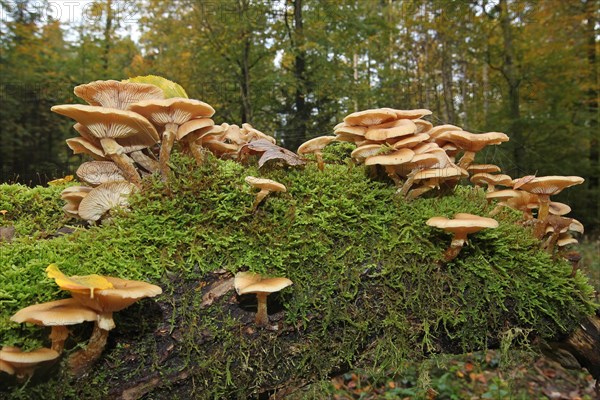 Honey fungus