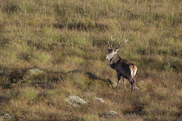 Red deer