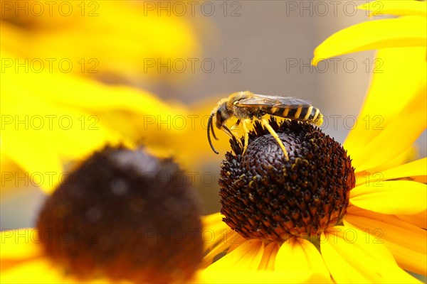 European european beewolf