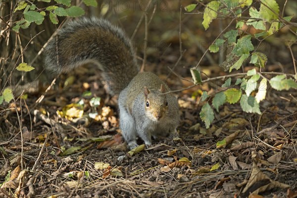 Eastern gray squirrel