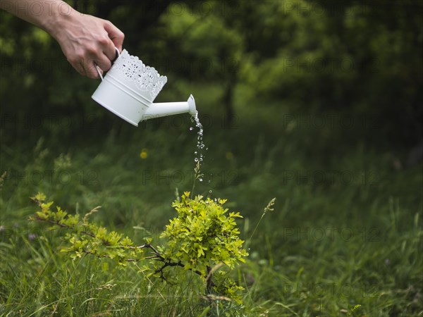 Hand watering plant from white watering can