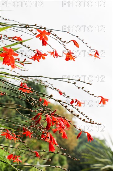 Beautiful Crocosmia flowers in nature background