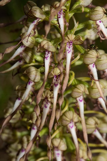 Goat's tongue Inflorescence with a few open white-purple flowers