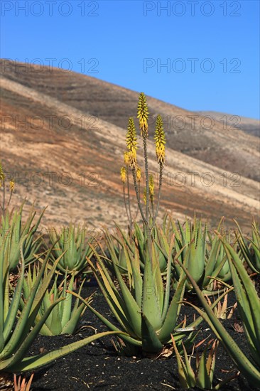 Aloe Vera Plantation at Orzola