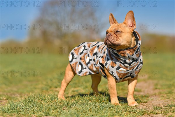 Red French Bulldog dog wearing homemade bathrobe made from fleece fabric to dry faster after swimming