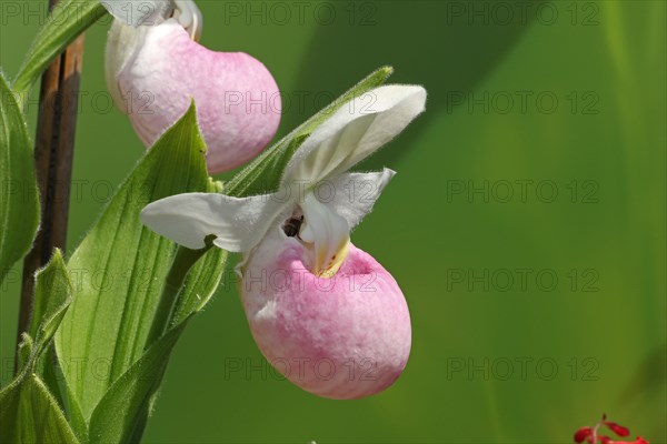 Lady's slipper orchid