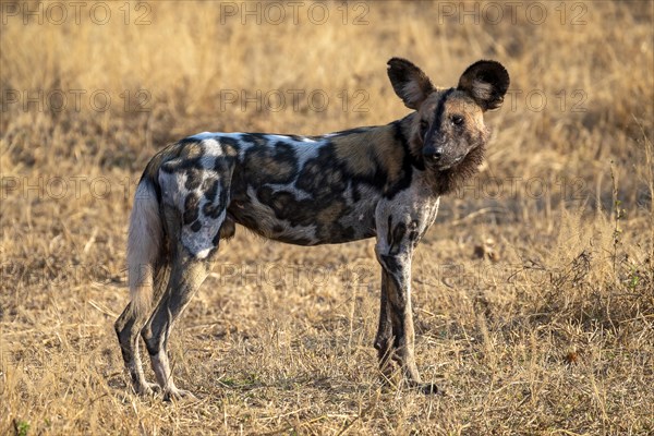 African wild dog