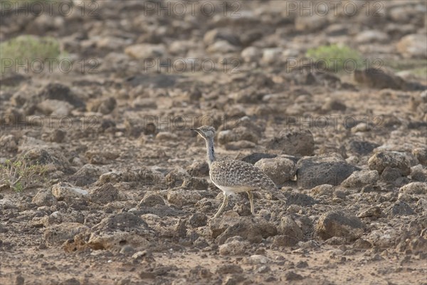 Rare Cantilever Bustard