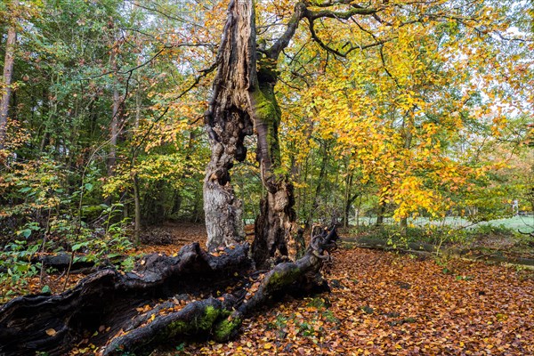 Old hute beech in autumn